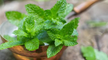 garnishing-instructions-image